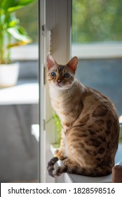 Bengal Cat Snowball Coloring Sits On A Windowsill On The Background Of A Window With Sunbeams