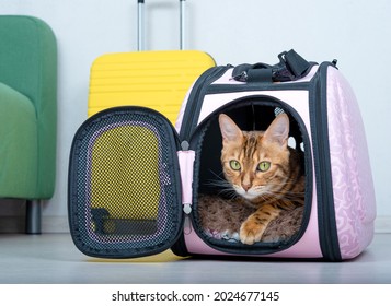 Bengal cat in a soft carrier on the floor next to a suitcase in the living room