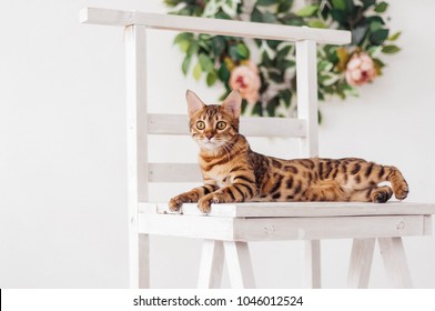 Bengal Cat Spring