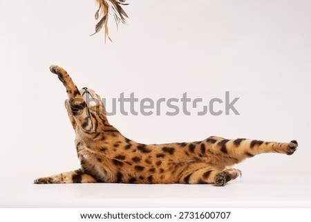 A Bengal cat stretches up while lying down, trying to grab a feather toy. Its front paw is fully extended in playful motion.