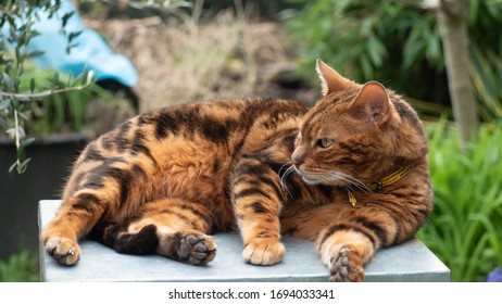 Chat Bengal High Res Stock Images Shutterstock