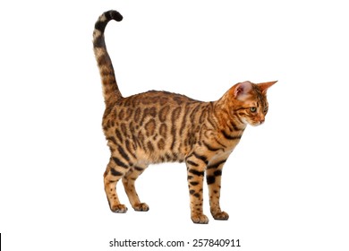 Bengal Cat Walking On White, Side View