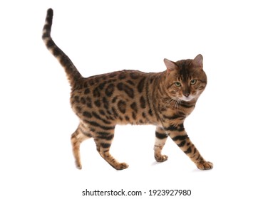 Cat Walk Isolated Images Stock Photos Vectors Shutterstock