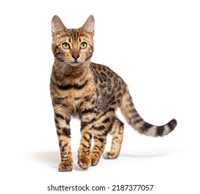 Bengal Cat Walking Towards To The Camera, Isolated On White