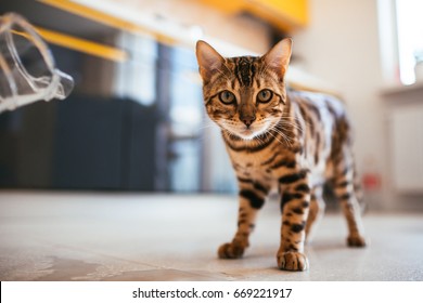 Bengal Katze geht auf dem Boden in der Küche