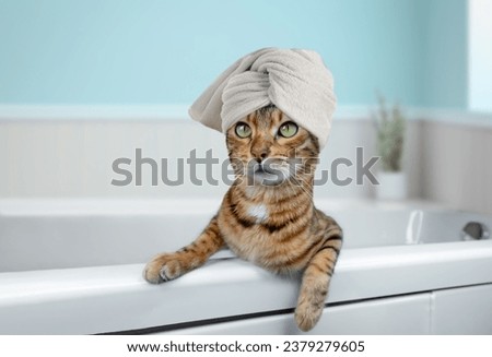 Bengal cat washes itself in the bathroom. Spa cat. Care and washing of the pet.