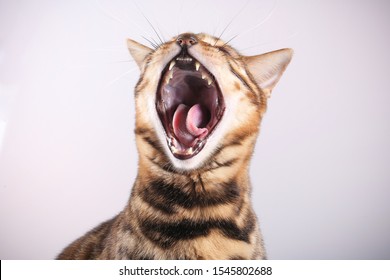 Bengal Cat Yawns On White Background