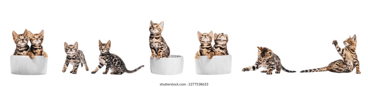 Bengal cat young kittens playing, set isolated on white background. - Shutterstock ID 2277538633
