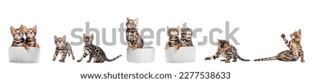 Bengal cat young kittens playing, set isolated on white background.