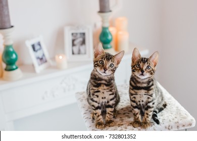 bengal cats leopard kitten