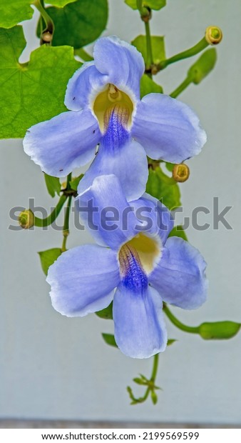 Bengal clock vine,
Blue Trumpet, Blue Skyflower, Skyflower, Clock vine, Heavenly Blue,
blooming in the garden