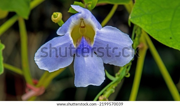 Bengal clock vine,\
Blue Trumpet, Blue Skyflower, Skyflower, Clock vine, Heavenly Blue,\
blooming in the garden