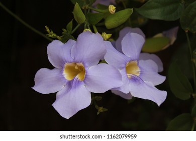 Bengal Clockvine Thunbergia Grandiflora Stock Photo 1162079959 ...