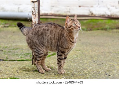 Bengal crossbreed cat  male  Side view its color   drawing 