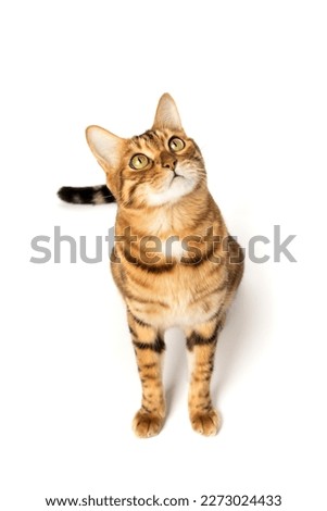 Bengal domestic cat in full length on a white background. View from above.