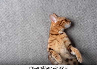 Bengal Domestic Cat Sleeping On A Plaid. View From Above.