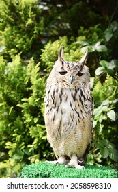 Bengal Eagle Owl