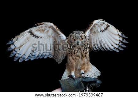 Similar – A young kestrel in the hands of its surrogate mother shortly after feeding