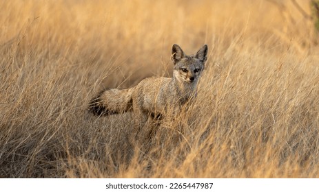 The Bengal fox or Indian fox (Vulpes bengalensis) from grasslands. - Shutterstock ID 2265447987