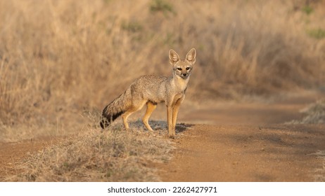 The Bengal fox (Vulpes bengalensis) - Shutterstock ID 2262427971