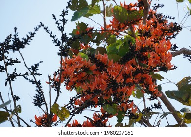 Bastard Teak High Res Stock Images Shutterstock