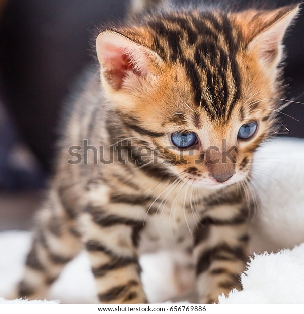 Bengal kitten