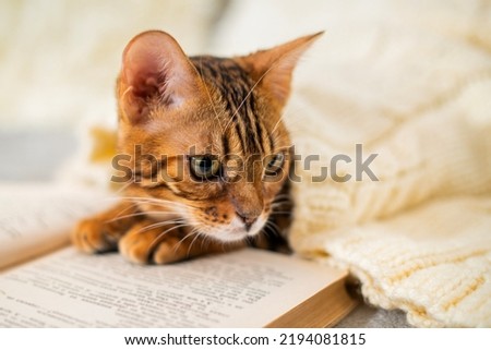 Bengal kitten lies next to a book, hiding under a warm knitted sweater.