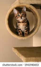 Bengal Kitten On A Cat Climbing Frame