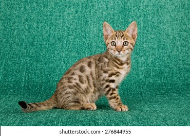 Sitting Bengal Kitten Stock Photos, Images u0026 Photography 