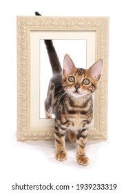 Bengal Kitten Stepping Through A Picture Frame Isolated On A White Background