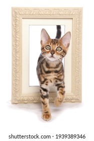 Bengal Kitten Stepping Through A Picture Frame Isolated On A White Background