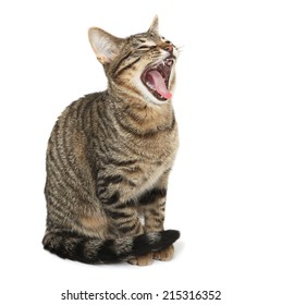 Bengal kitten yawning with its mouth wide open