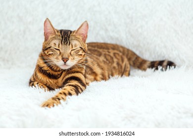 Bengal kitty cat laying on the white fury blanket indoors