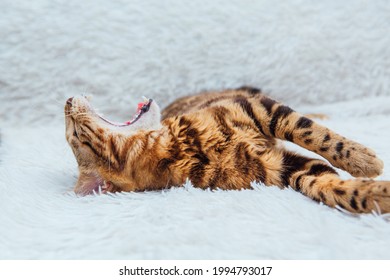 Bengal kitty cat laying and yawning on the white fury blanket indoors