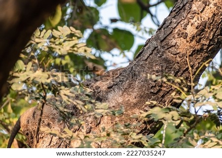 A Bengal Monitor Lizard camouflaged by the brown branches of a tree in a forest.