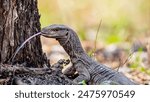 Bengal monitor lizard, with its forked tongue extended, senses its environment keenly. Found in South Asia, large reptile preys on insects, small mammals, and eggs, thriving in forests and grassland