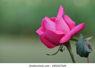Lục Bát Hoa ĐV - Page 11 Bengal-rose-rosa-chinensis-260nw-1302527269