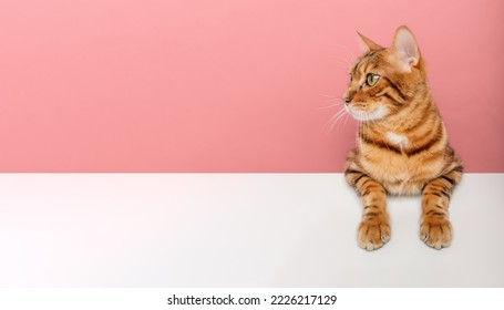 Bengal shorthair cat isolated on color background. Copy space.