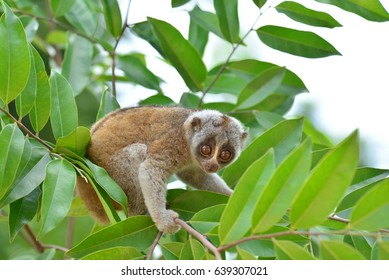 Bengal Slow Loris, A Cute Primate On Branch Of Tropical Forest In South East Asia 