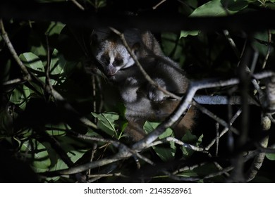 A Bengal Slow Loris In Nature