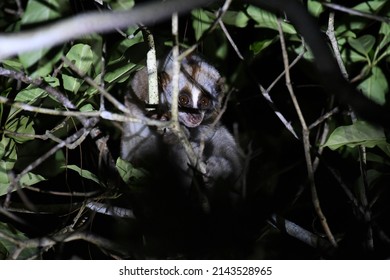 A Bengal Slow Loris In Nature