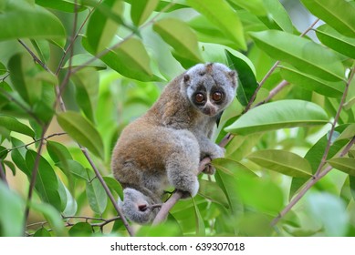 Bengal Slow Loris In Tropical Forest South East Asia