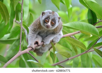 Bengal Slow Loris In Tropical Jungle