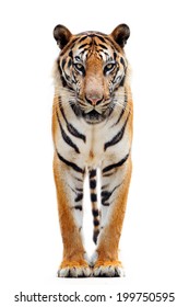 Bengal Tiger