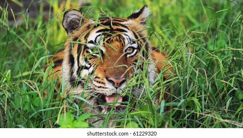 Bengal Tiger