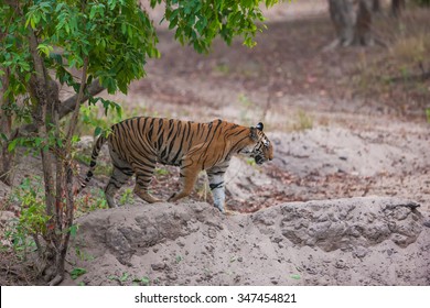 Bengal Tiger In Bandhavgarh National Park, India