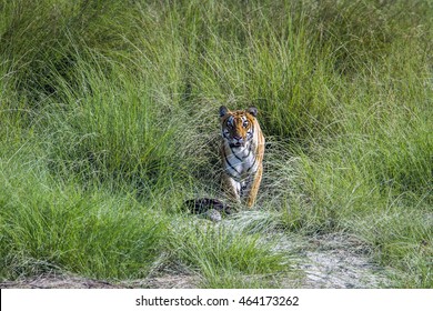 Bengal Tiger In Bardia National Park, Nepal ; Specie Panthera Tigris Family Of Felidae