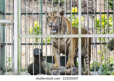 Bengal Tiger In Captivity