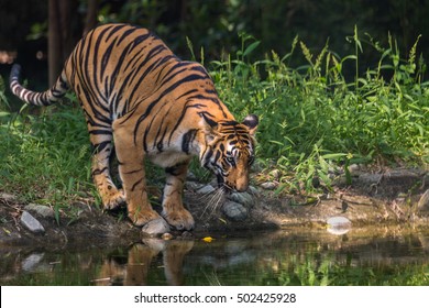 Bengal Tiger comes to drink from a waterhole at Sunderban National Park. These species are nearing extinction due to loss in habitat and poaching. Efforts are being made to save the Bengal tiger.
