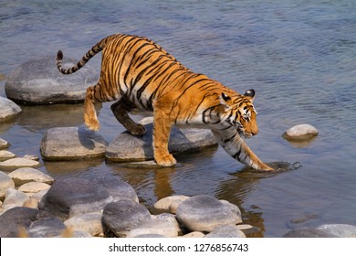 Bengal Tiger from Corbett National Park 